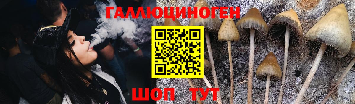 Галлюциногенные грибы Psilocybine cubensis Кунгур